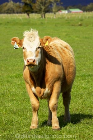 agricultural;agriculture;animal;animals;beef;cattle;country;countryside;cow;cows;farm;farming;farmland;farms;field;fields;Fox-Glacier;fur;grass;grassy;Herbivore;Herbivores;Herbivorous;Livestock;mammal;mammals;meadow;meadows;New-Zealand;paddock;paddocks;pasture;pastures;rural;South-Island;stock;West-Coast;westland