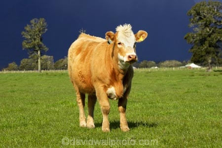 agricultural;agriculture;animal;animals;approaching-storm;beef;black-cloud;black-clouds;cattle;cloud;clouds;country;countryside;cow;cows;farm;farming;farmland;farms;field;fields;Fox-Glacier;fur;grass;grassy;gray-clouds;grey-clouds;Herbivore;Herbivores;Herbivorous;Livestock;mammal;mammals;meadow;meadows;New-Zealand;paddock;paddocks;pasture;pastures;rain;rain-cloud;rain-clouds;rural;South-Island;stock;storm;storm-cloud;storm-clouds;stormy;thunder-storm;thunder-storms;thunderstorm;thunderstorms;West-Coast;westland