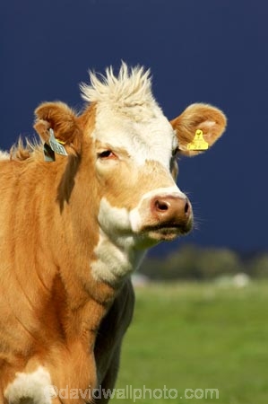 agricultural;agriculture;animal;animals;approaching-storm;beef;black-cloud;black-clouds;cattle;cloud;clouds;country;countryside;cow;cows;farm;farming;farmland;farms;field;fields;Fox-Glacier;fur;grass;grassy;gray-clouds;grey-clouds;Herbivore;Herbivores;Herbivorous;Livestock;mammal;mammals;meadow;meadows;New-Zealand;paddock;paddocks;pasture;pastures;rain;rain-cloud;rain-clouds;rural;South-Island;stock;storm;storm-cloud;storm-clouds;stormy;thunder-storm;thunder-storms;thunderstorm;thunderstorms;West-Coast;westland