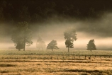agriculture;farm;farming;farms;field;fields;fog;meadow;meadows;mist;paddock;paddocks;pasture;pastures;rural;tree;trees