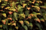 branch;branches;fern;ferns;forest;forestry;forests;frond;fronds;green;leaf;leaves;lush;native-bush;red;single