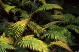 branch;branches;fern;ferns;forest;forestry;forests;frond;fronds;green;leaf;leaves;lush;native-bush;red;single
