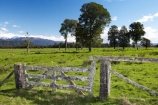 agricultural;agriculture;country;countryside;farm;farming;farmland;farms;field;fields;Fox-Glacier;gate;gates;gateway;gateways;meadow;meadows;native-tree;native-trees;New-Zealand;paddock;paddocks;pasture;pastures;rural;South-Island;totara;tree;trees;West-Coast;westland