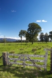 agricultural;agriculture;country;countryside;farm;farming;farmland;farms;field;fields;Fox-Glacier;gate;gates;gateway;gateways;meadow;meadows;native-tree;native-trees;New-Zealand;paddock;paddocks;pasture;pastures;rural;South-Island;totara;tree;trees;West-Coast;westland