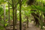 beautiful;beauty;bush;endemic;fern;ferns;forest;forests;Great-Walk;green;Heaphy-Track;Kahurangi-National-Park;Karamea;lush;national-park;national-parks;native;native-bush;natives;natural;nature;New-Zealand;nikau;nikau-palm;nikaus;Nothofagus;ponga;pongas;punga;pungas;rain-forest;rain-forests;rain_forest;rain_forests;rainforest;rainforests;scene;scenic;South-Island;southern-beeches;tree;tree-fern;tree-ferns;trees;verdant;West-Coast;Westland