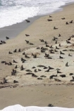 aerial;aerial-photo;aerial-photography;aerial-photos;aerial-view;aerial-views;aerials;Arctocephalus-forsteri;Arnott-Point;Arnott-Point-Seal-Colony;beach;beaches;coast;coastal;coastline;coastlines;coasts;Fur-Seal;Fur-Seals;heritage-area;Knights-Point;Knights-Point;N.Z.;New-Zealand;New-Zealand-Fur-Seal;New-Zealand-Fur-Seals;NZ;ocean;oceans;S.I.;sand;sandy;sea;seal;seals;seas;shore;shoreline;shorelines;shores;SI;South-Island;surf;te-wahi-pounamu;te-wahipounamu;te-wahipounamu-south_west-new-zealand-world-heritage-area;wave;waves;West-Coast;Westland;world-heirtage-site;world-heirtage-sites;world-heritage-area;world-heritage-areas