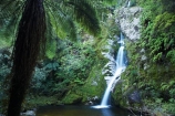 cascade;cascades;creek;creeks;cyathea;Dorothy-Creek;Dorothy-Falls;falls;fern;ferns;frond;fronds;N.Z.;natural;nature;New-Zealand;NZ;ponga;pongas;pool;pools;punga;pungas;S.I.;scene;scenic;SI;South-Is.;South-Island;stream;streams;tree-fern;tree-ferns;water;water-fall;water-falls;waterfall;waterfalls;Wesl-Coast;Westland;wet