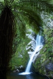 cascade;cascades;creek;creeks;cyathea;Dorothy-Creek;Dorothy-Falls;falls;fern;ferns;frond;fronds;N.Z.;natural;nature;New-Zealand;NZ;ponga;pongas;pool;pools;punga;pungas;S.I.;scene;scenic;SI;South-Is.;South-Island;stream;streams;tree-fern;tree-ferns;water;water-fall;water-falls;waterfall;waterfalls;Wesl-Coast;Westland;wet