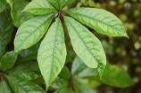 beautiful;beauty;bush;endemic;Five-Finger;Five_finger;forest;forests;green;heritage-area;indigenous;N.Z.;native;native-bush;natives;natural;natural-scenery;nature;New-Zealand;NZ;plant;Pseudopanax-arboreous;rain-forest;rain-forests;rain_forest;rain_forests;rainforest;rainforests;S.I.;scene;scenic;SI;South-Island;te-wahi-pounamu;te-wahipounamu;te-wahipounamu-south_west-new-zealand-world-heritage-area;West-Coast;Westland;wood;woods;world-heirtage-site;world-heirtage-sites;world-heritage-area;world-heritage-areas