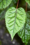 Aristotelia-serrata;beautiful;beauty;bush;endemic;forest;forests;green;heritage-area;indigenous;leaf;leaves;makomako;N.Z.;native;native-bush;natives;natural;nature;New-Zealand;NZ;rain-forest;rain-forests;rain_forest;rain_forests;rainforest;rainforests;S.I.;scene;scenic;serrated;SI;South-Island;te-wahi-pounamu;te-wahipounamu;te-wahipounamu-south_west-new-zealand-world-heritage-area;West-Coast;Westland;wineberries;wineberry;wood;woods;world-heirtage-site;world-heirtage-sites;world-heritage-area;world-heritage-areas