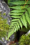 beautiful;beauty;bush;endemic;fern;ferns;forest;forests;frond;fronds;green;heritage-area;N.Z.;native;native-bush;natives;natural;nature;New-Zealand;NZ;rain-forest;rain-forests;rain_forest;rain_forests;rainforest;rainforests;S.I.;scene;scenic;SI;South-Island;te-wahi-pounamu;te-wahipounamu;te-wahipounamu-south_west-new-zealand-world-heritage-area;West-Coast;Westland;wood;woods;world-heirtage-site;world-heirtage-sites;world-heritage-area;world-heritage-areas