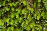 beautiful;beauty;bush;endemic;forest;forests;green;heritage-area;lush;moss;mosses;N.Z.;native;native-bush;natives;natural;natural-scenery;nature;New-Zealand;NZ;rain-forest;rain-forests;rain_forest;rain_forests;rainforest;rainforests;S.I.;scene;scenic;SI;South-Island;te-wahi-pounamu;te-wahipounamu;te-wahipounamu-south_west-new-zealand-world-heritage-area;West-Coast;Westland;wood;woods;world-heirtage-site;world-heirtage-sites;world-heritage-area;world-heritage-areas