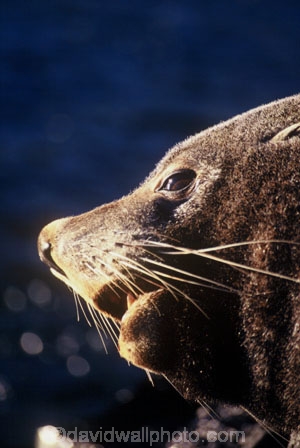 marine;mammal;new-zealand;native;wildlife;natural-history;otago-peninsula