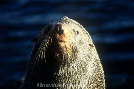 marine;mammal;new-zealand;native;wildlife;natural-history;otago-peninsula