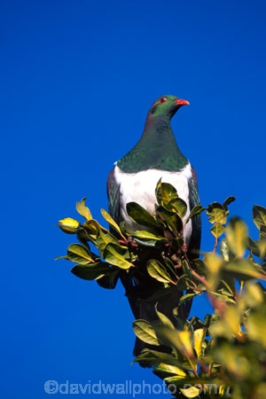 beak;bird;bird-watching;bird_watcher;birds;birdwatching;branch;endangered;feathers;flies;flight;fly;Hemiphaga-novaseelandiae;Kereru;kuku;kukupa;native;New-Zealand-Pigeon;ornithological;ornithology;orthnological;orthnology;protected;tree;wood-pigeon