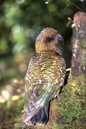 bird;birds;wildlife;native;feather;feathers;beak;beaks;nestor-notabilis;fauna;parrots