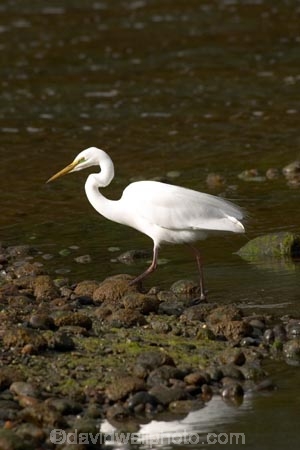 Animal;Animals;Aquatic-bird;Aquatic-birds;bird;birds;Egretta-alba;endangered;estuaries;estuary;fauna;feather;feathers;heron;herons;Kotuku;native;natives;natural;Nature;New-Zealand;Ornithology;rare;South-Island;threatened;Wading-bird;Wading-birds;white;White-Heron;Wild;Wildlife