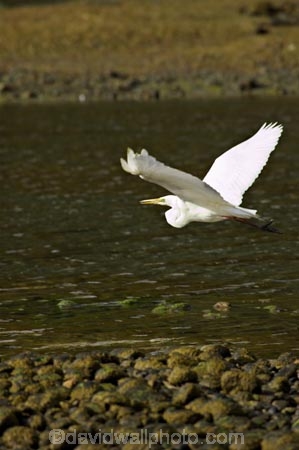 Animal;Animals;Aquatic-bird;Aquatic-birds;bird;birds;Egretta-alba;endangered;estuaries;estuary;fauna;feather;feathers;fly;flying;heron;herons;Kotuku;native;natives;natural;Nature;New-Zealand;Ornithology;rare;South-Island;threatened;Wading-bird;Wading-birds;white;White-Heron;Wild;Wildlife
