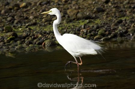 Animal;Animals;Aquatic-bird;Aquatic-birds;bird;birds;Egretta-alba;endangered;estuaries;estuary;fauna;feather;feathers;heron;herons;Kotuku;native;natives;natural;Nature;New-Zealand;Ornithology;rare;South-Island;threatened;Wading-bird;Wading-birds;white;White-Heron;Wild;Wildlife