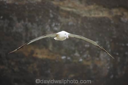 albatross-colony;Animal;animals;Avian;Beak;bird;bird-watching;bird_watching;birds;colonies;colony;Diomedea-epomophora;Dunedin;eco-tourism;eco_tourism;ecotourism;Fauna;Feather;flight;fly;flying;marine;Natural;Nature;New-Zealand;northern-royal-albatross;Ornithology;Otago-Peninsula;Royal-Albatross;South-Island;Taiaroa-Head;wild;wildlife;Wing;wingspan