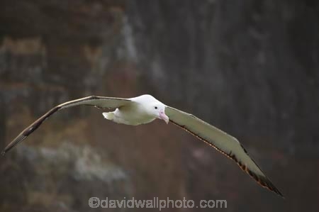 albatross-colony;Animal;animals;Avian;Beak;bird;bird-watching;bird_watching;birds;colonies;colony;Diomedea-epomophora;Dunedin;eco-tourism;eco_tourism;ecotourism;Fauna;Feather;flight;fly;flying;marine;Natural;Nature;New-Zealand;northern-royal-albatross;Ornithology;Otago-Peninsula;Royal-Albatross;South-Island;Taiaroa-Head;wild;wildlife;Wing;wingspan