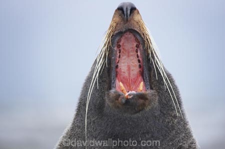 acquatic;Arctocephalus-forsteri;coastline;external-ears;fur;kaikoura;mammal;mammals;marine;marlborough;mouth;native;natural-history;nature;new-zealand;nz;ocean;pointy-nose;sea;seal;seals;snout;south-island;teeth;water;whiskers;wildife;yawn;yawning