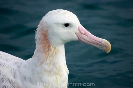 animal;animals;aquatic-bird;aquatic-birds;beak;beaks;bill;bills;bird;bird-watching;bird_watching;birds;coast;coastal;coasts;Diomedea;Diomedea-gibsoni;eco-tourism;eco_tourism;ecotourism;feather;feathers;Gibsons-Albatross;Gibsons-Albatrosses;Gibsons-Albatross;Gibsons-Albatrosses;kaikoura;marine;marine-bird;marine-birds;marinebird;marinebirds;marlborough;natural-history;nature;new-zealand;ocean;oceans;ornithology;pacific-ocean;sea;sea-bird;sea-birds;seabird;seabirds;shores;south-island;Wandering-Albatross;Wandering-Albatrosses;water-bird;water-birds;waterbird;waterbirds;wildlife