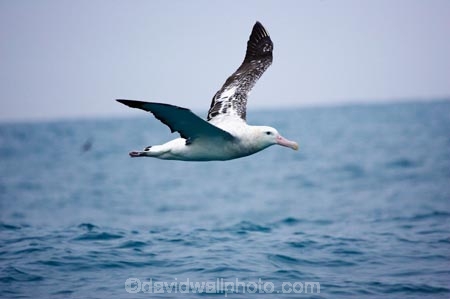 animal;animals;aquatic-bird;aquatic-birds;beak;beaks;bill;bills;bird;bird-watching;bird_watching;birds;coast;coastal;coasts;Diomedea;Diomedea-gibsoni;eco-tourism;eco_tourism;ecotourism;feather;feathers;Gibsons-Albatross;Gibsons-Albatrosses;Gibsons-Albatross;Gibsons-Albatrosses;kaikoura;marine;marine-bird;marine-birds;marinebird;marinebirds;marlborough;natural-history;nature;new-zealand;ocean;oceans;ornithology;pacific-ocean;sea;sea-bird;sea-birds;seabird;seabirds;shores;south-island;Wandering-Albatross;Wandering-Albatrosses;water-bird;water-birds;waterbird;waterbirds;wildlife