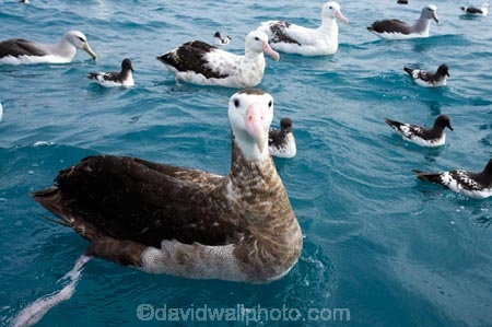 animal;animals;aquatic-bird;aquatic-birds;beak;beaks;bill;bills;bird;bird-watching;bird_watching;birds;coast;coastal;coasts;Diomedea;eco-tourism;eco_tourism;ecotourism;feather;feathers;juvenile;juveniles;kaikoura;marine;marine-bird;marine-birds;marinebird;marinebirds;marlborough;natural-history;nature;new-zealand;ocean;oceans;ornithology;pacific-ocean;sea;sea-bird;sea-birds;seabird;seabirds;shores;south-island;Wandering-Albatross;Wandering-Albatrosses;water-bird;water-birds;waterbird;waterbirds;wildlife