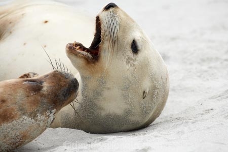 aggresive;animal;animals;beach;beaches;coast;coastal;cub;cubs;dunedin;eeth;hooker-sealion;hookers;hookers-sea-lion;mammal;mammals;marine;mouth;N.Z.;native;native-wildlife;natural-history;nature;new-zealand;New-Zealand-NZ;nz;Otago;Phocarctos-hookeri;pup;pups;S.I.;Saint-Clair-Beach;sand;sea-lion;sea-lions;seal;sealion;sealions;seals;SI;South-Is;South-island;St-Clair-Beach;St.-Clair-Beach;wildife;wildlife;yawn