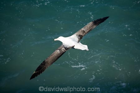 albatross;albatross-colony;albatrosses;Animal;animals;avian;Beak;bird;bird-watching;bird_watching;birds;colonies;colony;Diomedea-epomophora;Dunedin;eco-tourism;eco_tourism;ecotourism;Fauna;Feather;flight;fly;flying;marine;N.Z.;Natural;Nature;New-Zealand;northern-royal-albatross;NZ;Ornithology;Otago;Otago-Peninsula;Royal-Albatross;Royal-Albatrosses;S.I.;SI;soar;soaring;South-Is.;South-Island;Taiaroa-Head;Taiaroa-Heads;wild;Wildlife;Wing;wingspan