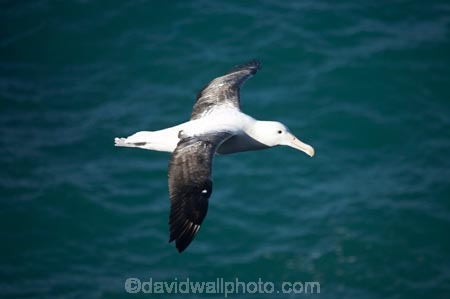 albatross;albatross-colony;albatrosses;Animal;animals;avian;Beak;bird;bird-watching;bird_watching;birds;colonies;colony;Diomedea-epomophora;Dunedin;eco-tourism;eco_tourism;ecotourism;Fauna;Feather;flight;fly;flying;marine;N.Z.;Natural;Nature;New-Zealand;northern-royal-albatross;NZ;Ornithology;Otago;Otago-Peninsula;Royal-Albatross;Royal-Albatrosses;S.I.;SI;soar;soaring;South-Is.;South-Island;Taiaroa-Head;Taiaroa-Heads;wild;Wildlife;Wing;wingspan