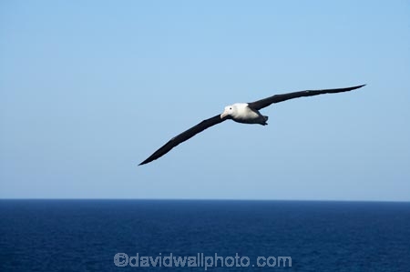albatross;albatross-colony;albatrosses;Animal;animals;avian;Beak;bird;bird-watching;bird_watching;birds;colonies;colony;Diomedea-epomophora;Dunedin;eco-tourism;eco_tourism;ecotourism;Fauna;Feather;flight;fly;flying;marine;N.Z.;Natural;Nature;New-Zealand;northern-royal-albatross;NZ;Ornithology;Otago;Otago-Peninsula;Royal-Albatross;Royal-Albatrosses;S.I.;SI;soar;soaring;South-Is.;South-Island;Taiaroa-Head;Taiaroa-Heads;wild;Wildlife;Wing;wingspan