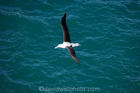 albatross;albatross-colony;albatrosses;Animal;animals;avian;Beak;bird;bird-watching;bird_watching;birds;colonies;colony;Diomedea-epomophora;Dunedin;eco-tourism;eco_tourism;ecotourism;Fauna;Feather;flight;fly;flying;marine;N.Z.;Natural;Nature;New-Zealand;northern-royal-albatross;NZ;Ornithology;Otago;Otago-Peninsula;Royal-Albatross;Royal-Albatrosses;S.I.;SI;soar;soaring;South-Is.;South-Island;Taiaroa-Head;Taiaroa-Heads;wild;Wildlife;Wing;wingspan