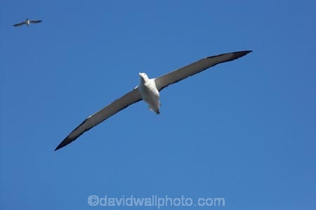 albatross;albatross-colony;albatrosses;Animal;animals;avian;Beak;bird;bird-watching;bird_watching;birds;colonies;colony;Diomedea-epomophora;Dunedin;eco-tourism;eco_tourism;ecotourism;Fauna;Feather;flight;fly;flying;marine;N.Z.;Natural;Nature;New-Zealand;northern-royal-albatross;NZ;Ornithology;Otago;Otago-Peninsula;Royal-Albatross;Royal-Albatrosses;S.I.;SI;soar;soaring;South-Is.;South-Island;Taiaroa-Head;Taiaroa-Heads;wild;Wildlife;Wing;wingspan