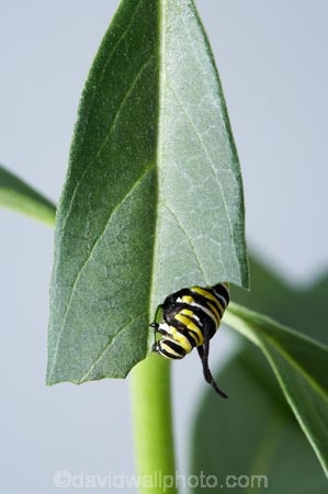 animal;animals;Asclepias;caterpillars;close_up;closeup;Danaus-plexippus;insect;insects;instar;invertebrate;larva;life-cycle;life_cycle;lifecycle;macro;metamorphosis;Milkweed;Monarch-Butterflies;Monarch-Butterfly;Monarch-Caterpillar;Swan-Plant
