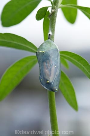 animal;animals;Asclepias;close_up;closeup;Danaus-plexippus;exoskeleton;insect;insects;invertebrate;life-cycle;life_cycle;lifecycle;macro;metamorphosis;Milkweed;Monarch-Butterflies;Monarch-Butterfly;Monarch-Butterfly-Chrysalis;monarch-butterfly-pupa;pupa;pupation;Swan-Plant;swan-plants