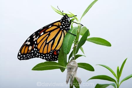 animal;animals;Asclepias;close_up;closeup;Danaus-plexippus;insect;insects;invertebrate;life-cycle;life_cycle;lifecycle;macro;metamorphosis;Milkweed;Monarch-Butterflies;Monarch-Butterfly;orange;Swan-Plant