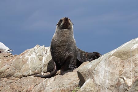 Arctocephalus-forsteri;coast;coastal;coastline;external-ears;fur;Fur-Seal;kaikoura;Kaikoura-Coast;mammal;mammals;marine;Marlborough;N.Z.;native;natural-history;nature;New-Zealand;New-Zealand-Fur-Seal;NZ;NZ-Fur-Seal;ocean;pointy-nose;S.I.;sea;seal;seals;SI;snout;South-Is.;South-Island;water;whiskers;wildife