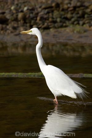 alba;Animal;Animals;aquatic-bird;Aquatic-birds;bird;birds;coast;coastal;coastline;egretta;Egretta-alba;endangered;estuaries;estuary;fauna;feather;feathers;fiordland;Fiordland-N.P;Fiordland-National-Park;Fiordland-NP;foreshore;heron;herons;island;kb1a5300;kotuku;N.Z.;national-park;National-parks;native;natives;natural;nature;new;new-zealand;NZ;ornithology;rare;S.I.;shore;shoreline;SI;south;South-Is.;South-Island;south-west-new-zealand-world-her;Southland;te-wahipounamu;te-wahipounamu-south_west-new;threatened;Wading-bird;Wading-birds;white;White-Heron;Wild;Wildlife;World-Heritage-Area;World-Heritage-Site;zealand
