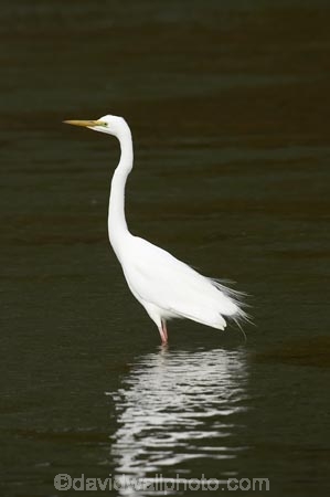 alba;Animal;Animals;aquatic-bird;Aquatic-birds;bird;birds;coast;coastal;coastline;egretta;Egretta-alba;endangered;estuaries;estuary;fauna;feather;feathers;fiordland;Fiordland-N.P;Fiordland-National-Park;Fiordland-NP;foreshore;heron;herons;island;kb1a5318;kotuku;N.Z.;national-park;National-parks;native;natives;natural;nature;new;new-zealand;NZ;ornithology;rare;S.I.;shore;shoreline;SI;south;South-Is.;South-Island;south-west-new-zealand-world-her;Southland;te-wahipounamu;te-wahipounamu-south_west-new;threatened;Wading-bird;Wading-birds;white;White-Heron;Wild;Wildlife;World-Heritage-Area;World-Heritage-Site;zealand