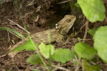animal;capital;capitals;cold-blooded;cold_blooded;dragon;dragons;identification-tag;identification-tags;Karori-Wildlife-Sanctuary;lizard;lizards;N.I.;N.Z.;natural;nature;New-Zealand;NI;North-Is;North-Island;NZ;reptile;reptiles;rhynchocephalia;Sphenodon-punctatus;tuatara;tuataras;Wellington;wildlife