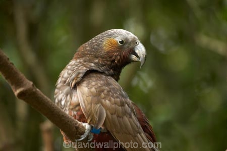 Animal;animals;Avian;beak;beaks;bill;bills;Bird;bird-watching;bird_watching;birds;capital;capitals;eco-tourism;eco_tourism;ecotourism;Fauna;Feather;Kaka;Kakas;Karori-Wildlife-Sanctuary;N.I.;N.Z.;native-bird;native-birds;native-parrot;native-parrots;Natural;Nature;Nestor-meridionalis;New-Zealand;NI;North-Is;North-Island;North-Island-Kaka;North-Island-Kakas;NZ;Ornithology;parrot;parrots;Wellington;wild;Wildlife;Wing