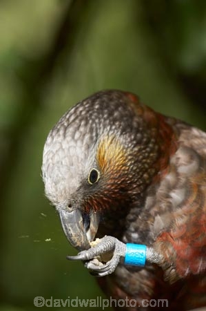 Animal;animals;Avian;beak;beaks;bill;bills;Bird;bird-watching;bird_watching;birds;capital;capitals;eco-tourism;eco_tourism;ecotourism;Fauna;Feather;ID-band;identification-band;identification-bands;identification-bracelet;identification-bracelets;identification-tag;identification-tags;Kaka;Kakas;Karori-Wildlife-Sanctuary;N.I.;N.Z.;native-bird;native-birds;native-parrot;native-parrots;Natural;Nature;Nestor-meridionalis;New-Zealand;NI;North-Is;North-Island;North-Island-Kaka;North-Island-Kakas;NZ;Ornithology;parrot;parrots;Wellington;wild;Wildlife;Wing