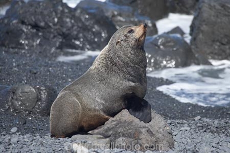 arctocephalus;Arctocephalus-forsteri;Cape-Palliser;coast;coastal;coastline;coastlines;coasts;foreshore;forsteri;fur;Fur-Seal;Fur-Seals;island;Lower-North-Island;N.I.;N.Z.;N.Z.-Fur-Seal;N.Z.-Fur-Seals;new;new-zealand;New-Zealand-Fur-Seal;New-Zealand-Fur-Seals;ngawi;NI;north;North-Is;north-is.;north-island;NZ;NZ-Fur-Seal;NZ-Fur-Seals;o8l6394;ocean;Palliser-Bay;sea;seal;seals;shore;shoreline;shorelines;shores;wairarapa;water;zealand