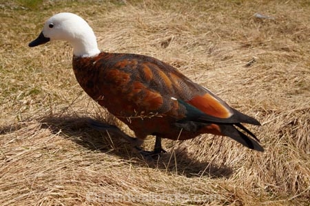 Animal;animals;Aoraki-Mt-Cook-N.P.;Aoraki-Mt-Cook-National-Park;Aoraki-Mt-Cook-NP;Aoraki-Mt-Cook-N.P.;Aoraki-Mt-Cook-National-Park;Aoraki-Mt-Cook-NP;avian;Bird;bird-watching;bird_watching;birds;Canterbury;duck;ducks;eco-tourism;eco_tourism;ecotourism;Fauna;Feather;Mt-Cook-N.P.;Mt-Cook-National-Park;Mt-Cook-NP;N.Z.;Natural;Nature;New-Zealand;NZ;Ornithology;Paradise-Shelduck;Putangitangi;S.I.;SI;South-Canterbury;South-Is.;South-Island;Tadorna-variegata;wild;wildlife