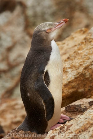 Animal;animals;Aramoana;avian;bird;bird-spotting;bird-watching;bird_watching;birds;Dunedin;eco-tourism;eco_tourism;ecotourism;endangered;Fauna;Hoiho;indigenous;Megadyptes-antipodes;N.Z.;Natural;natural-history;Nature;New-Zealand;new-zealand-native;NZ;Ornithology;Otago;Otago-Harbour;penguin;penguins;protected;S.I.;SI;South-Is;South-Island;Sth-Is;threatened;wild;wildlife;yellow-eye-penguin;yellow-eyed;Yellow-Eyed-Penguin;Yellow_Eyed-Penguin