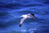 fly;flying;soar;soaring;glide;gliding;flight;wildlife;nature;rare;bird;birds;native;new-zealand;natural-history;wingspan;nomadic;colony;Diomedea-epomophora