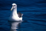 bird;birds;feather;feathers;sea;ocean;feeding;flight;Mollymawk;mollymawks;dunedin;mollyhawk;mollyhawks;marine;new-zealand;otago;pacific;ocean;sea;seabird;seabirds;beak-beaks;bill;bills;Diomedea-cauta