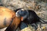 New-Zealand-Sea-Lions;baby;infant;immature;junior;young;female;juvenile;bite;biting;lovebite;pup;pups;tail;teeth;bored;mother;gnaw;gnawing
